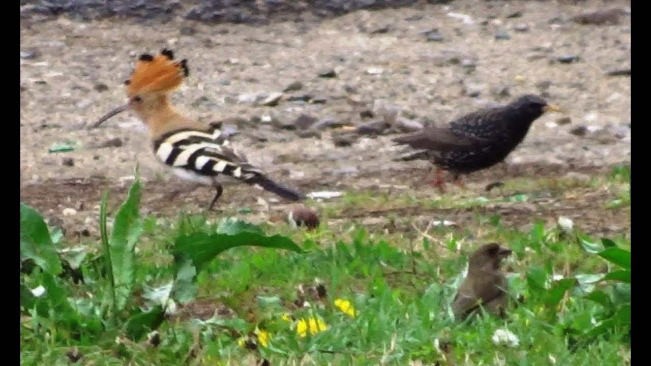 Pupaza Din Tei Hoopoe Upupa Epops Youtube