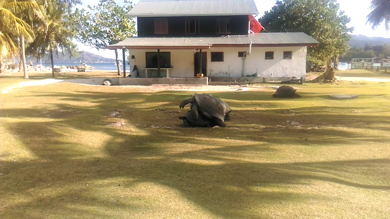 seychellen schildkröten paarung
