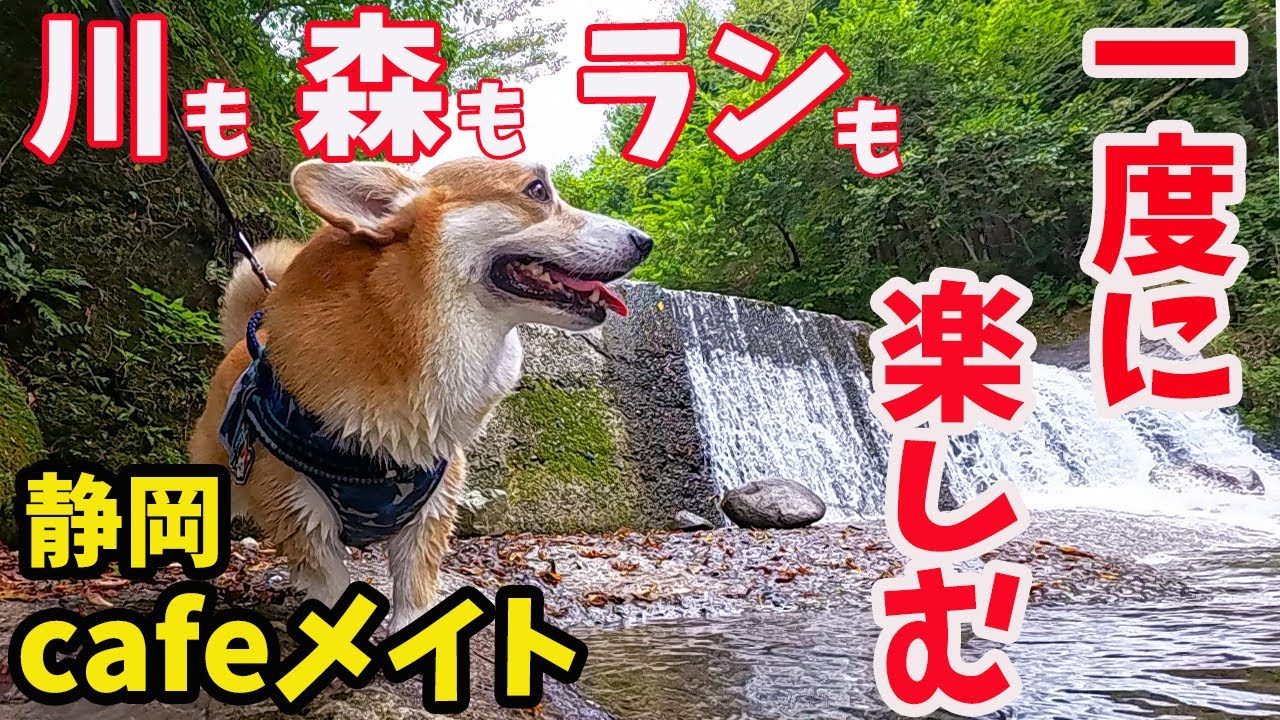 【静岡で川遊び】猛暑に最適なドッグラン見つけた！ほたての真夏の大冒険【cafe メイト （ドッグラン&カフェ）】