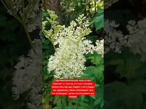 Таволга в'язолиста / Лабазник - (контейнер), видео 1