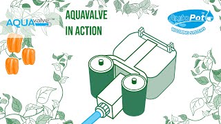 AutoPot AQUAvalve In Action