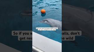 If you’re a guy, don’t get near a Dolphin