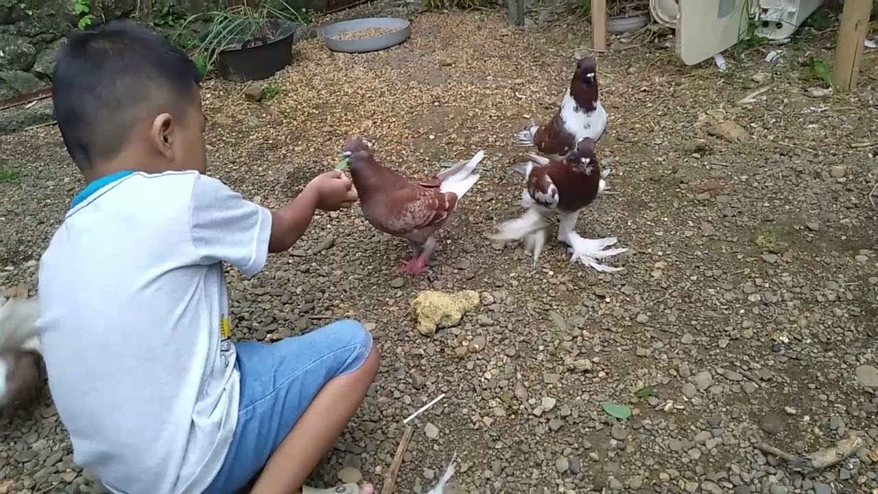 (Sauropus androgynus) Katuk leaves are food for pigeons - Animal Universe - Animal Bone