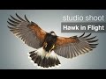 Hawk in Flight by Karl Taylor
