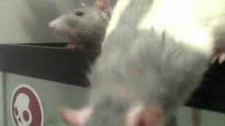 Rats Who Love Mick Jagger