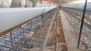 Layer poultry farm management screenshot 5
