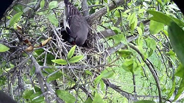 Mockingbird Nest Cam - First Egg Hatching