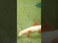 Neon Tetra Fish look like Ausome #fish #viral #shorts #amazingnaturebd