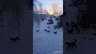 Собачья свадьба. Январь 2017, Онега Собачья свадьба. Январь 2017, Онега