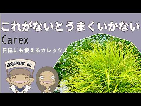 福禄考の品種選び方と失敗しないコツ