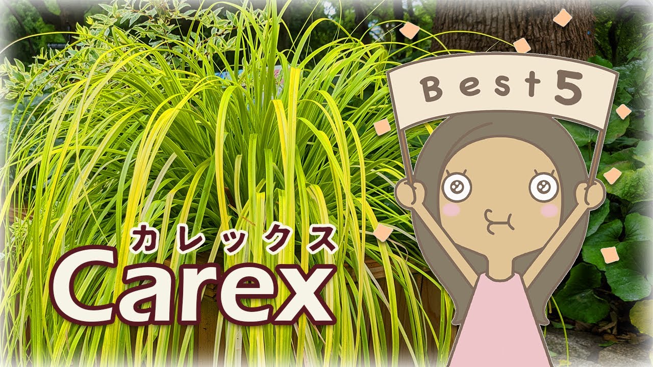 【名品種】カレックスお勧めBEST５｜グランドカバー|寄せ植えに