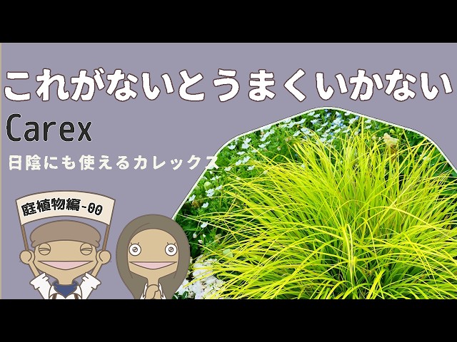 Famous variety] Top 5 recommended Carex | Ground cover | For