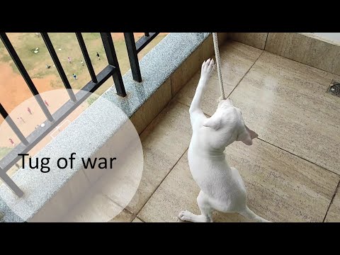 Rajapalayam puppy playing Tug of war