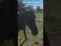 Freyja! Rock Star! #horse #horses. #shorts
