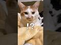 なんか情報量多めな猫達