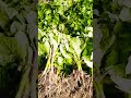 পুঁইশাক পাইকারি বিক্রি #shortvideo  #viralvideo #vegetables #fruit
