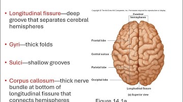Chapter 14 The Brain and Cranial Nerves Micro Lecture 1 Brain intro and circulation video recording
