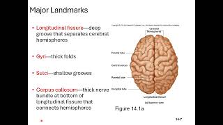 Chapter 14 The Brain and Cranial Nerves Micro Lecture 1 Brain intro and circulation video recording