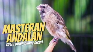 MASTERAN BLACKTHROAT GACOR SUARA JERNIH BIKIN KENARI PAUD RAJIN BUNYI CENGKOK JUARA