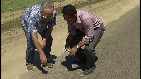 ARMY WORMS INVADE TOWN