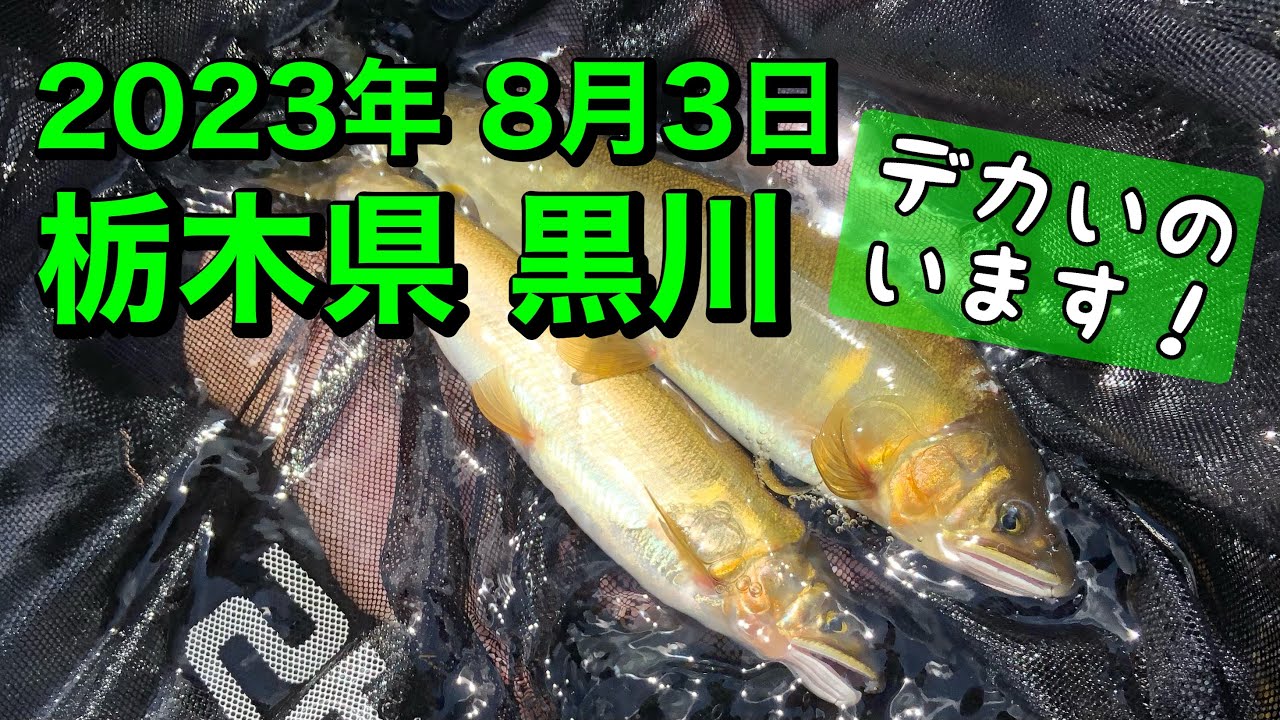 [アユ釣り]栃木県 鹿沼市 黒川 2023年8月3日 YouTube