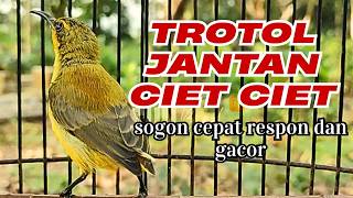 CUIT CUIT CIET SUARA SOGON TROTOL JANTAN