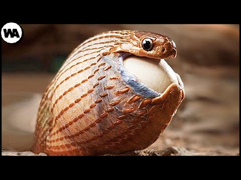 Video: ¿Qué huevo de serpiente debería elegir?