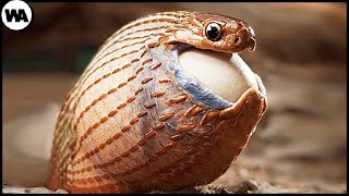 La Serpiente que Renunció el Veneno y los Colmillos para Comer Huevos