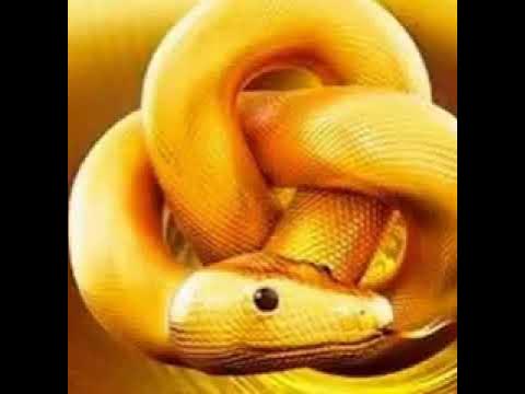 Золотая змея фото UN SERPENT EN OR!!!!!!!! - YouTube