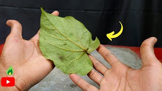 How To Make Cement Leaf Pot - concrete leaf casting - cement leaves sand and cement crafted creative