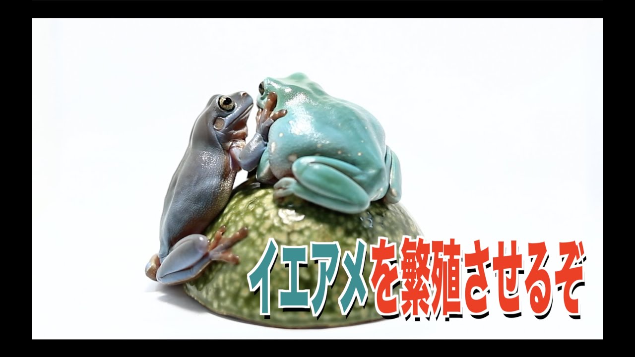 繁殖への道。。。