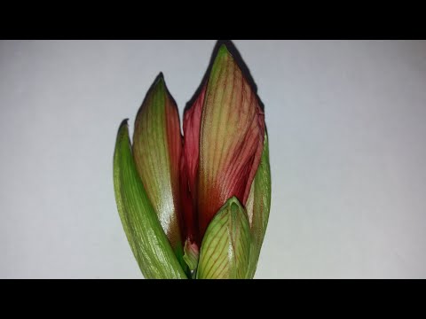 Видео: Amaryllis Offsets - Размножение луковицы амариллиса из луковиц амариллиса
