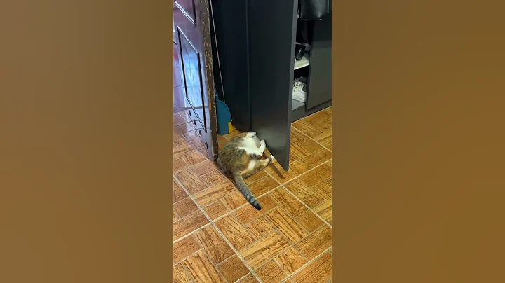 Watch the video about JOKI#petlife #cat #prettycat #kitten #cutecats #funny #funnycats #cute #catlife #petlover