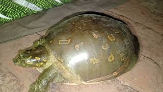 👉 Cutest Turtle Walking 🐢 Cute Turtle Funny Animal Moments 2025 2