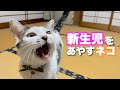 泣き止まない新生児を黙らす猫がこちら