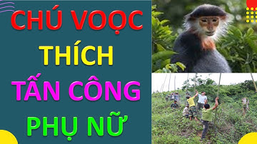 VLOG 226* Chú voọc tấn công người đi đường/The langur attacks the pedestrians