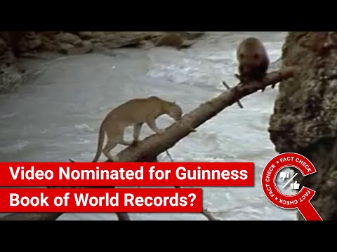 FACT CHECK: Viral Video of Bear Escaping Lioness Nominated for Guinness Book of World Records?