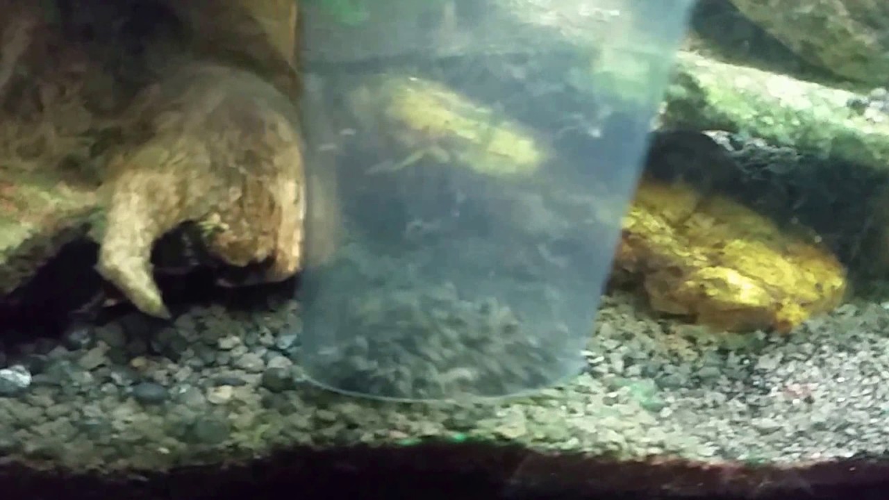 Removing Mulm w/Gravel Vac in My 20 Long OpenTop Aquarium YouTube