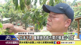 1100430 久未下雨 龍眼樹含苞不開花蜂蜜少七成