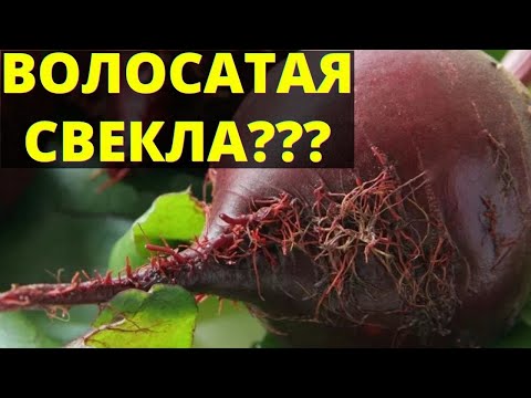 Почему СВЕКЛА ВОЛОСАТАЯ или бородатая? Почему выросла свекла с бородой?