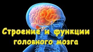 Строение и функции головного мозга Строение и функции головного мозга