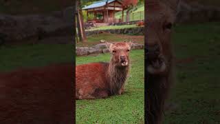 A Peaceful Day in Nara, Japan | Todai-ji, Nara Park &amp; Kasuga Taisha #travel #japan #japansaizentours