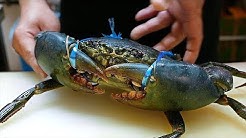 Japanese Street Food - GIANT MUD CRABS Crab Dumplings Chilli Okinawa Seafood Japan - Durasi: 44.54. Japanese Street Food - GIANT MUD CRABS Crab Dumplings Chilli Okinawa Seafood Japan - Durasi: 44.54.
