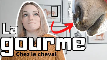 C'est quoi la gourme ?