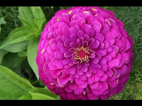 Yıldız ve Zinya Çiçekleri - Tohumdan Yıldız (Dahlia) ve Zinya (Zinnia) Çiçeği Yetiştirme