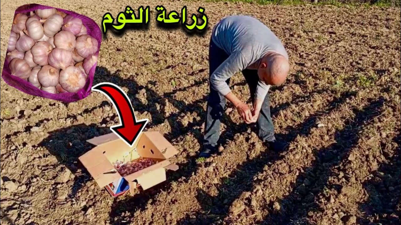 كيف تزرع الثوم وتضاعف محصولك بطرق بسيطة وفعالة؟