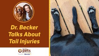 Dr. Becker Talks About Tail Injuries