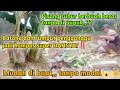 Cara mudah‼️Agar Pisang subur berbuah besar tanpa modal,, batang dan rumput jadi kompos DAHSYAT‼️