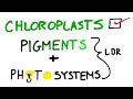 Photosynthesis and Chloroplasts Quiz