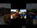 animals in marvel hero dree